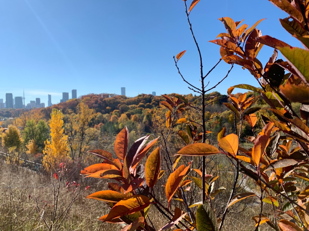 Fall in full bloom at Don Valley Brick Works, Toronto